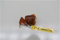 藏品(奧氏後相手蟹)的圖片